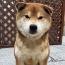 yu