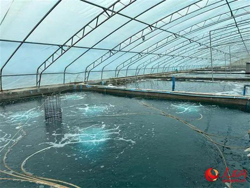 沙漠與鹽堿地崛起海鮮工廠，海水魚安家新大陸