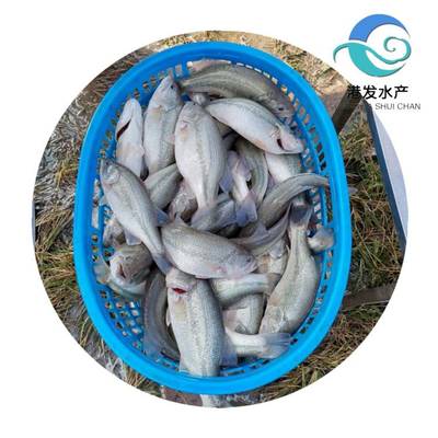瀘州加洲鱸魚苗現苗供應，專業配送助力水產養殖